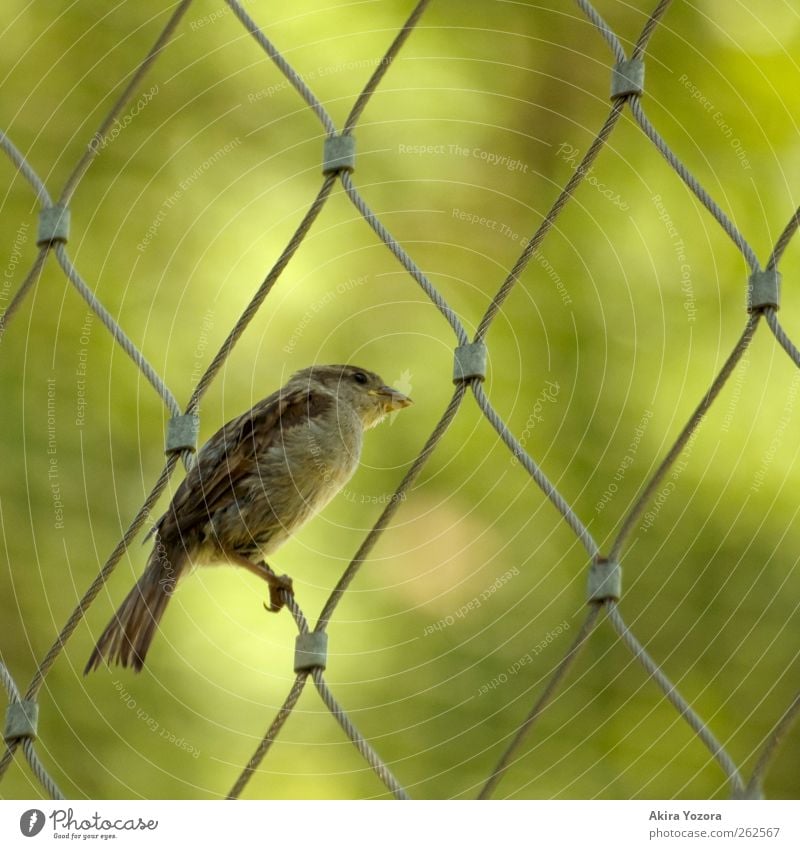 zaungast Nature Animal Wild animal Bird 1 Observe Discover Looking Sit Brown Green Silver Curiosity Colour photo Exterior shot Close-up Pattern Deserted