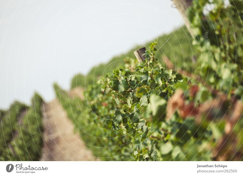 The vineyard XII Environment Nature Landscape Plant Beautiful weather Green Vineyard Grape harvest Wine growing Leaf Agriculture South Row Extend Tilt Horizon