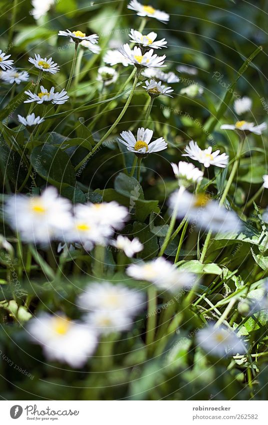 daisies Environment Nature Animal Sunlight Spring Summer Beautiful weather Plant Flower Grass Leaf Foliage plant Daisy Garden Heidelberg Germany Europe Town