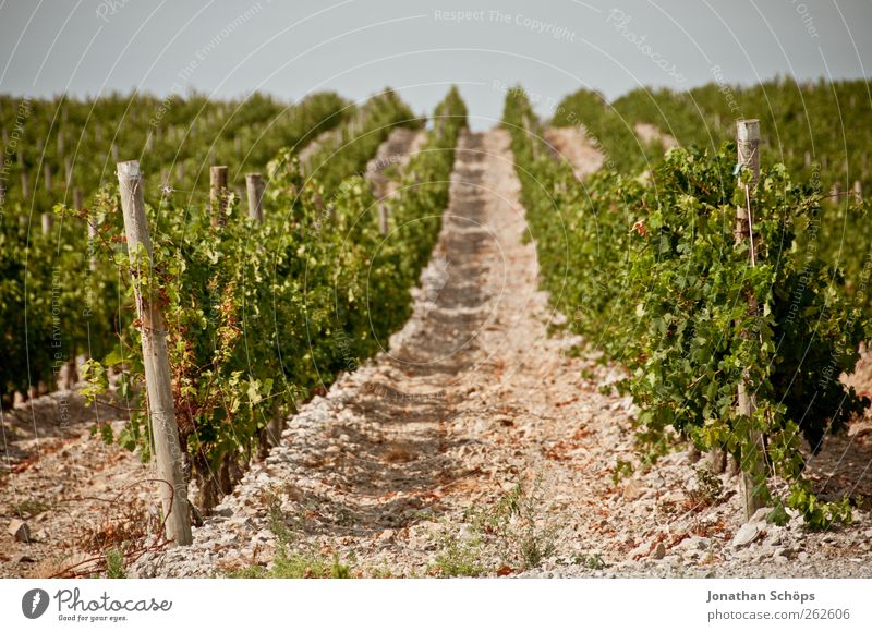 The vineyard XV Environment Nature Landscape Plant Beautiful weather Brown Green Vineyard Grape harvest Row Lanes & trails Middle Agriculture Arrangement