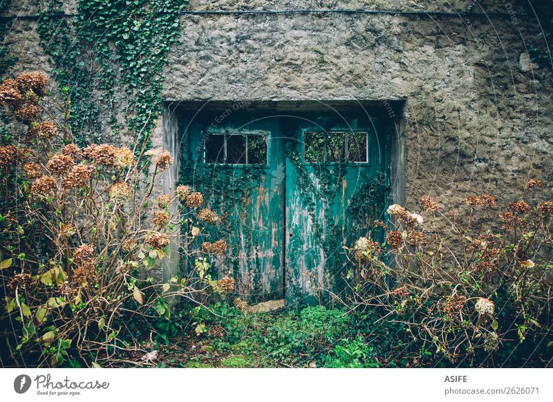 Old aquamarine door Winter House (Residential Structure) Garden Plant Autumn Flower Grass Ivy Ruin Building Architecture Facade Stone Wood Retro Blue Green