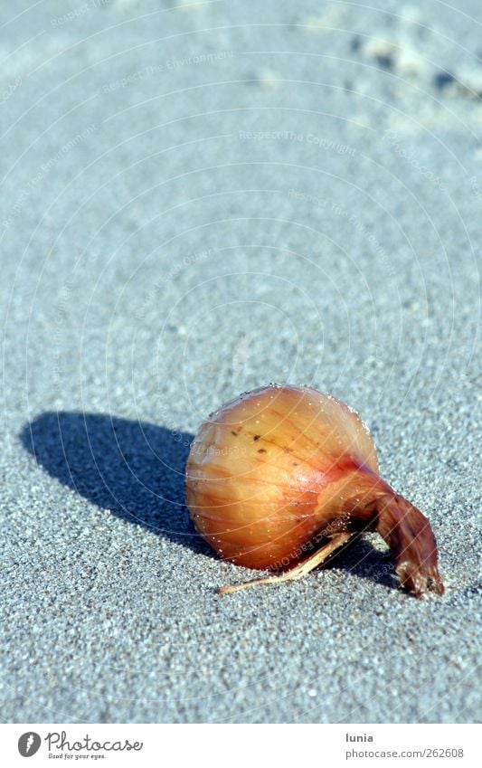 aground Vegetable Onion Sand North Sea Ocean Beach Lie Flotsam and jetsam Colour photo Exterior shot Light Shadow Sunlight