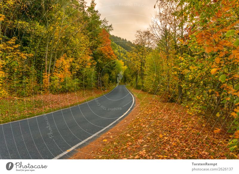 autumnal road Environment Landscape Autumn Tree Leaf Forest Transport Traffic infrastructure Street Brown Multicoloured Yellow Green Orange Red Thuringia