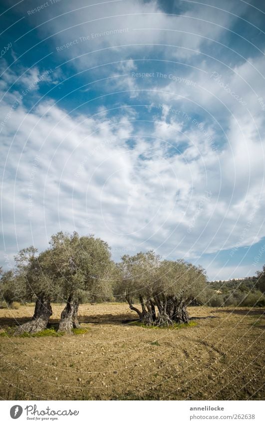 olive trees Vacation & Travel Tourism Trip Summer Summer vacation Environment Nature Landscape Animal Sky Clouds Climate Beautiful weather Plant Tree