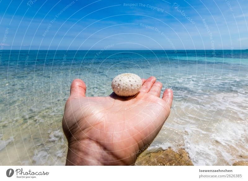 Sea urchins in the Caribbean Hand Nature Sand Water Summer Beautiful weather Beach Ocean Dead animal 1 Animal Observe Discover Vacation & Travel Exceptional