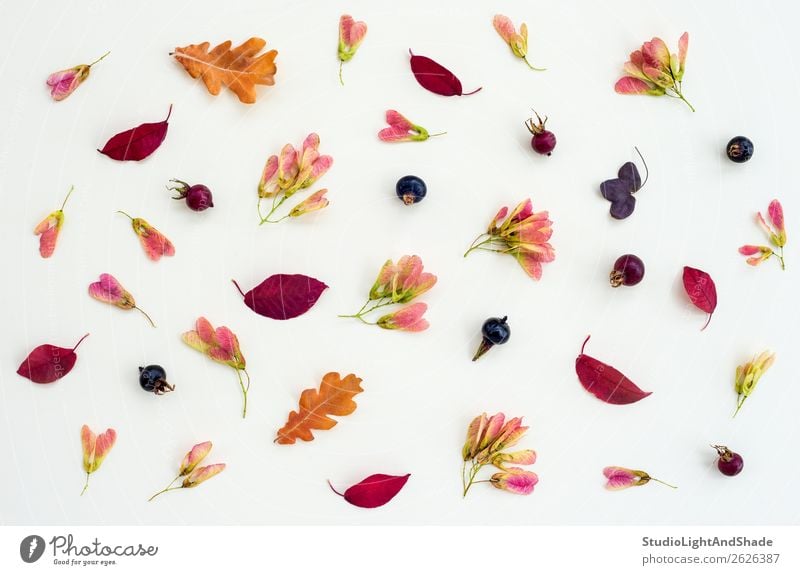 Autumn nature flat lay in purple tones Fruit Design Leisure and hobbies Summer Garden Gardening Art Work of art Nature Plant Tree Flower Leaf Blossom