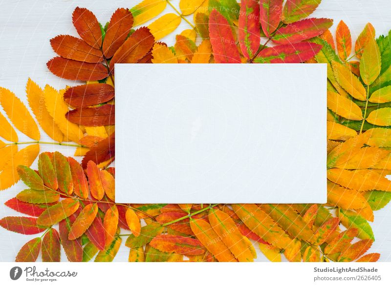 White canvas on colorful ashberry tree leaves background Design Beautiful Leisure and hobbies Handcrafts Garden Art Work of art Painting and drawing (object)