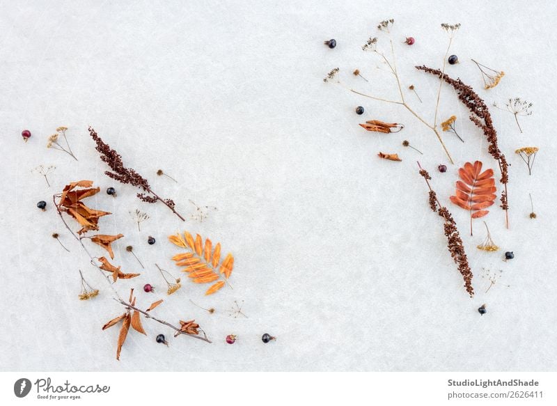 Autumn flat lay made of simple dry plants Fruit Elegant Style Design Garden Art Work of art Nature Plant Tree Leaf Wild plant Park Forest Collection Concrete