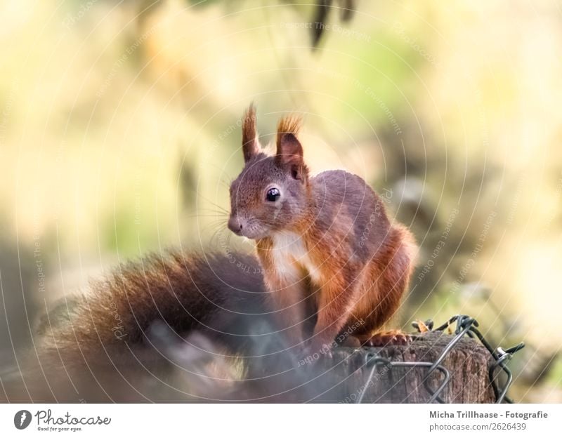 Squirrels in the sunshine Nature Animal Sunlight Beautiful weather Wild animal Animal face Pelt Claw Paw Tails Eyes 1 Fence post Observe Relaxation Glittering