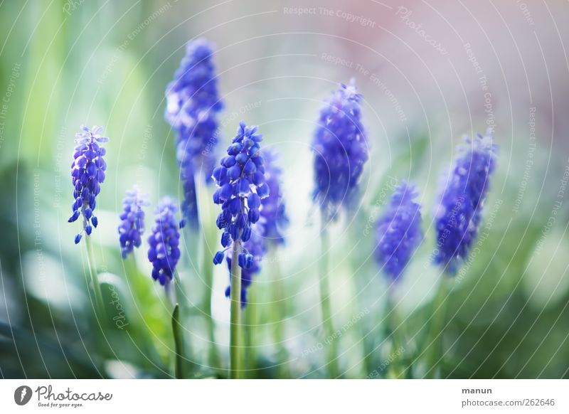 Light blue floral print fabric hi-res stock photography and images