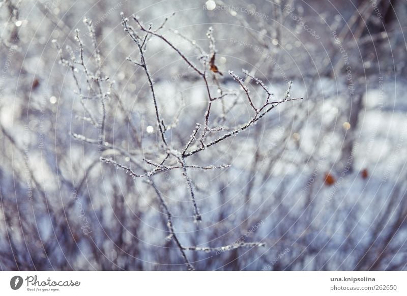 winter goodbye Nature Plant Winter Beautiful weather Ice Frost Snow Bushes Cold White Glittering Twig Frozen Blur Colour photo Exterior shot Close-up Detail