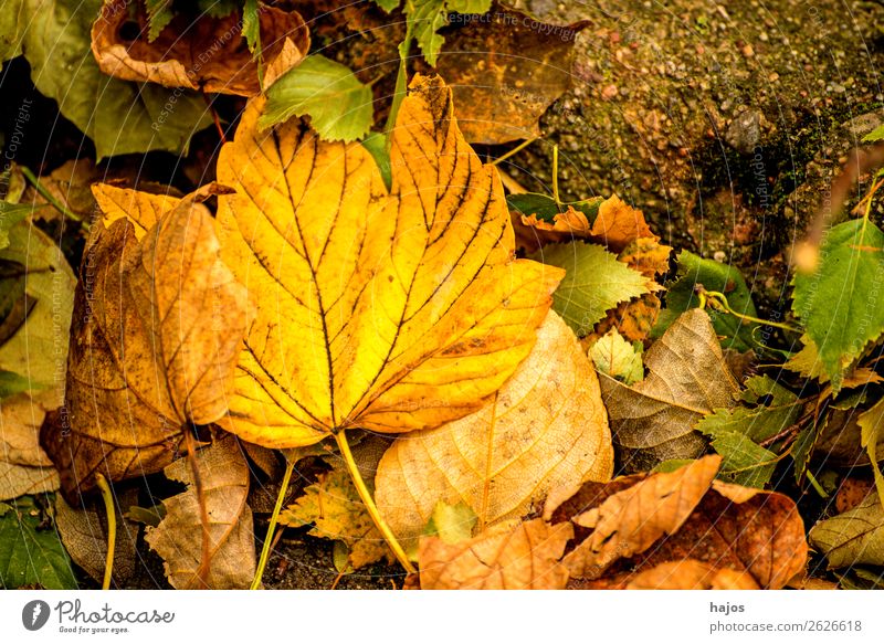 maple leaf in autumn colours Design Nature Tree Soft Yellow Leaf Maple tree Maple leaf discoloured Fallen Autumn Ground foliage Season Colour photo