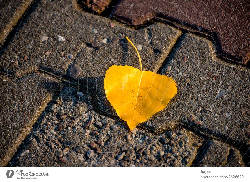 discolored lime leaf on a street Nature Plant Weather Warmth Yellow Background picture Lime leaf Leaf discoloured Fallen Autumn Street Season luminescent sunny