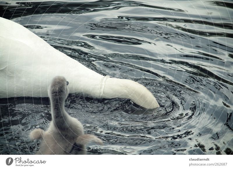 Yikes! Nature Animal Water Pond Lake Wild animal Bird Swan Wing 2 Baby animal Animal family Dive Exceptional Funny Cute Gray White Enthusiasm Fuzz Feather