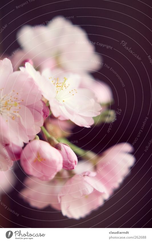 pink Nature Plant Spring Tree Blossom Ornamental cherry Cherry blossom Esthetic Beautiful Pink Delicate Stamen Bud Japan Blossom leave Flower Colour photo