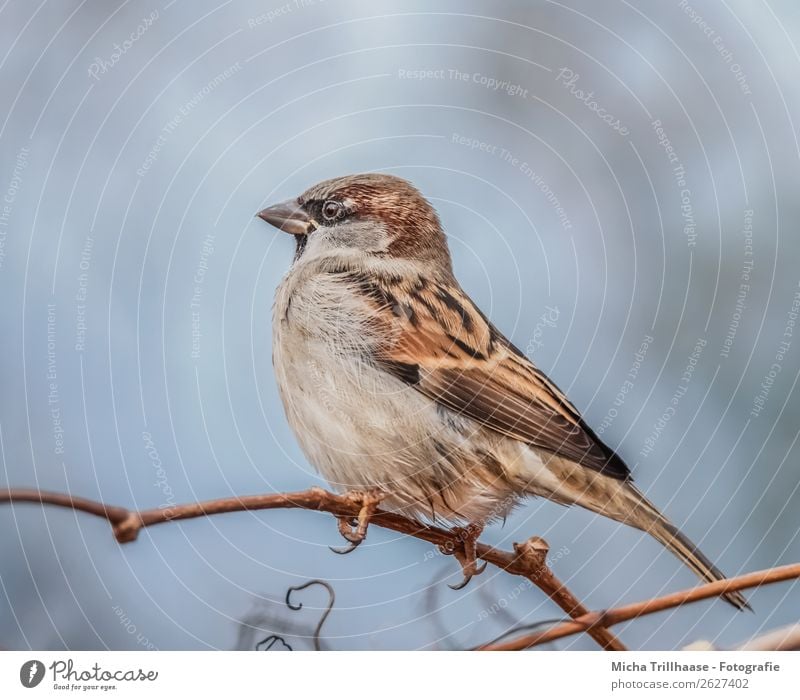 sparrow on a branch Nature Animal Sunlight Beautiful weather Tree Twigs and branches Wild animal Bird Animal face Wing Claw Sparrow Passerine bird Beak Eyes