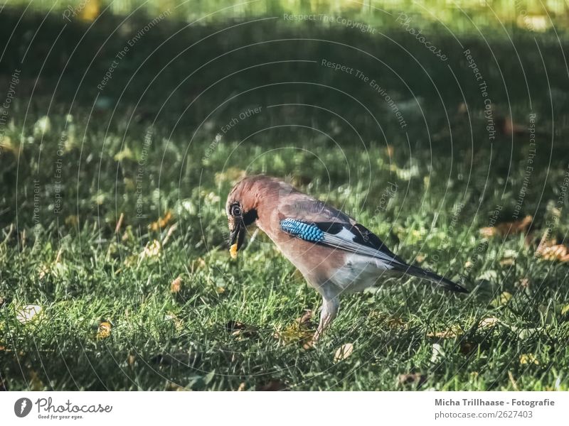 Jay with food in his beak Nature Animal Sunlight Beautiful weather Grass Meadow Wild animal Bird Animal face Wing Beak Eyes Feather 1 Eating To feed To enjoy