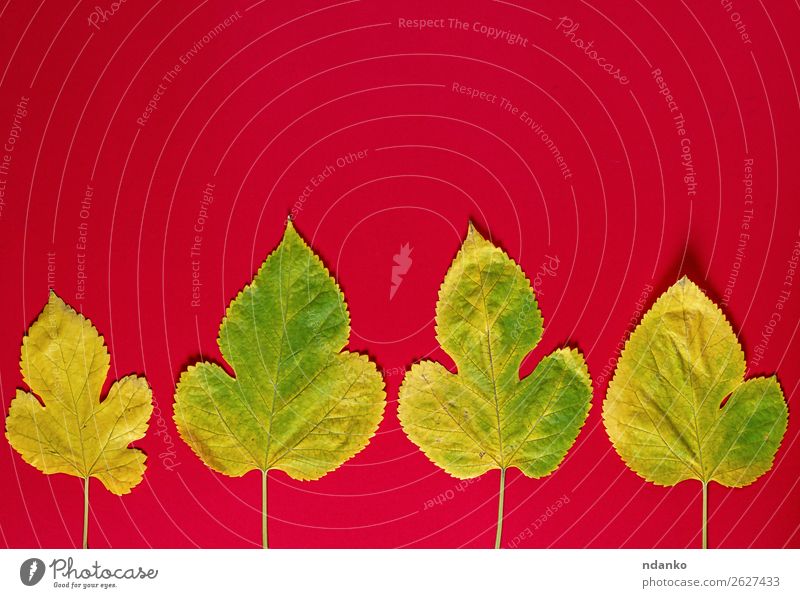 yellow leaves of a mulberry on a red background Garden Environment Plant Autumn Tree Leaf Fresh Bright Small Natural Yellow Red Colour Idea fall Seasons Botany