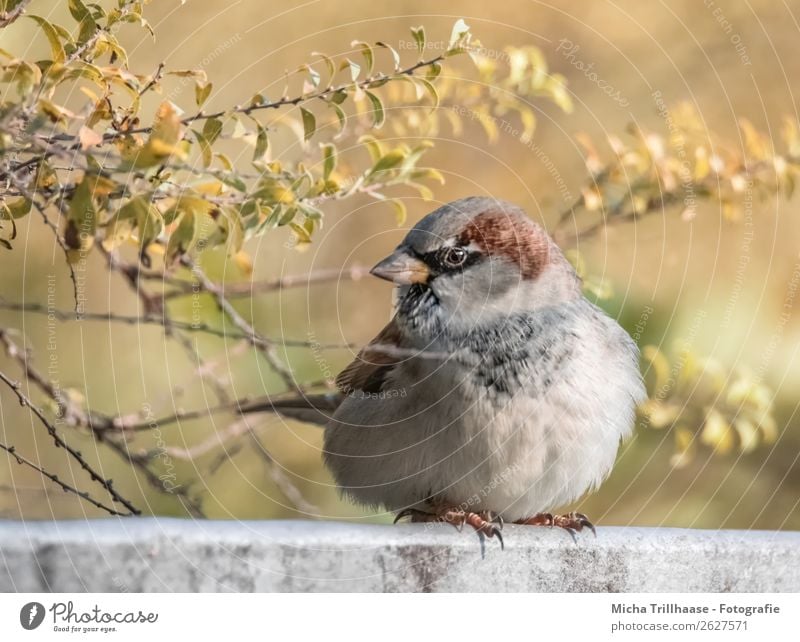 Big sparrow in autumn leaves Overweight Nature Animal Sunlight Autumn Beautiful weather Bushes Wild animal Bird Animal face Wing Claw Sparrow Passerine bird