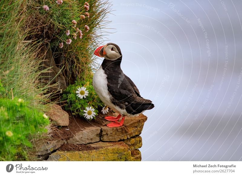 Puffin on the cliffs in Iceland Beautiful Vacation & Travel Tourism Summer Ocean Island Nature Animal Grass Rock Bird Stone Stand Small Cute Wild Blue Green