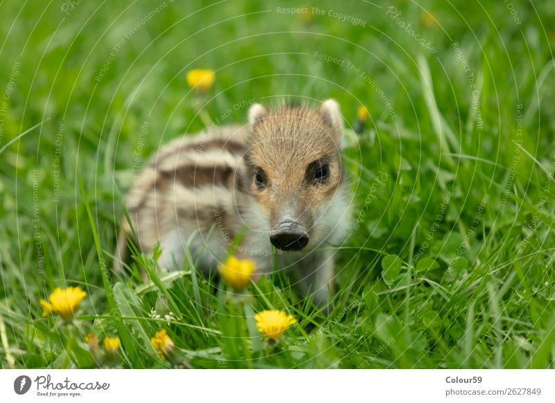 Freshman on a meadow Beautiful Baby Nature Animal Spring Grass Meadow Wild animal 1 Baby animal Observe Small Cute Brown Green White Boar youthful Young boar