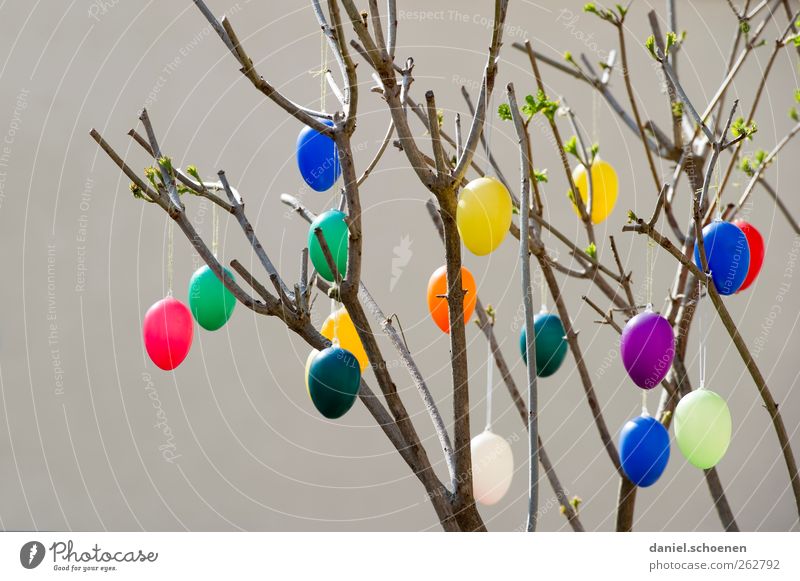 Where's the purple egg? Decoration Feasts & Celebrations Easter Spring Blue Yellow Green Red Egg Easter egg Colour photo Multicoloured