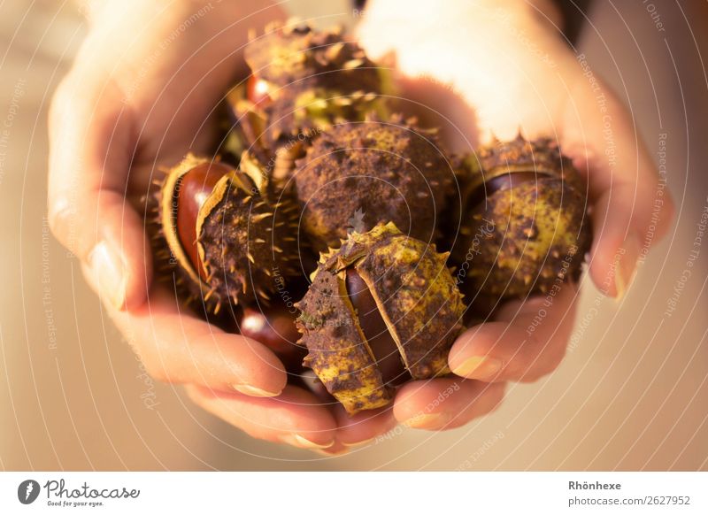 A handful of autumn Human being Feminine Woman Adults Hand Fingers 1 45 - 60 years Nature Autumn Chestnuts To hold on Exceptional Brown Macro (Extreme close-up)