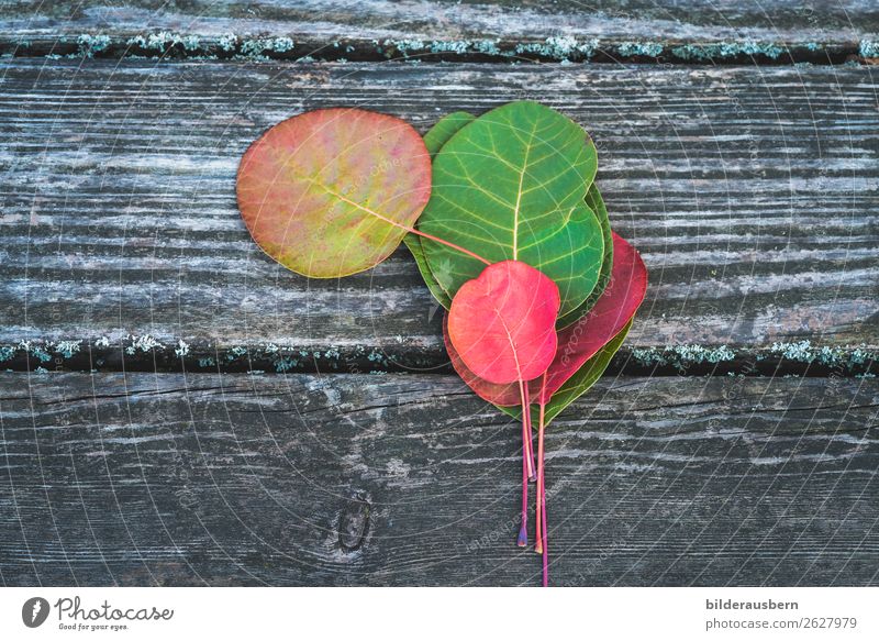 Colourful autumn decoration Autumn Leaf Illuminate Esthetic Multicoloured Yellow Green Red Emotions Contentment Transience Autumnal Autumnal colours Early fall