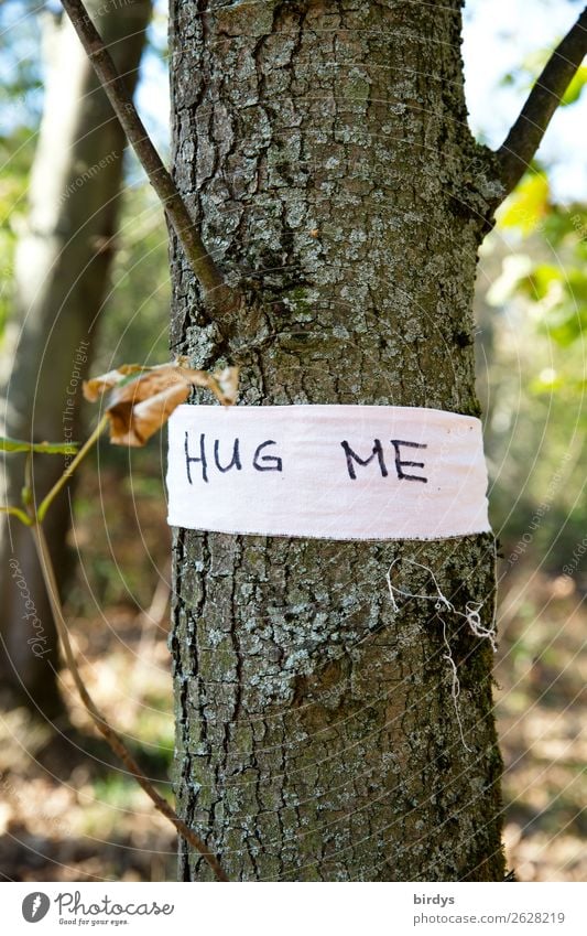 HUG ME Summer Beautiful weather Tree Wild plant Forest Characters String Touch Love Embrace Exceptional Friendliness Positive Joie de vivre (Vitality)