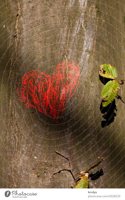 1800stes - More heart please Nature Sunlight Summer Beautiful weather Tree Leaf Wild plant Beech tree Sign Heart Authentic Happy Positive Warmth Gray Green Red
