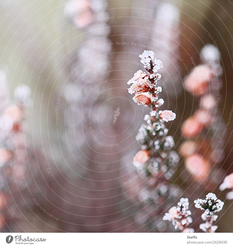 Cold caught Nature Plant Autumn Winter Climate Weather Ice Frost Wild plant Mountain heather calluna Heathland Blossoming Freeze Gray Pink White Winter mood