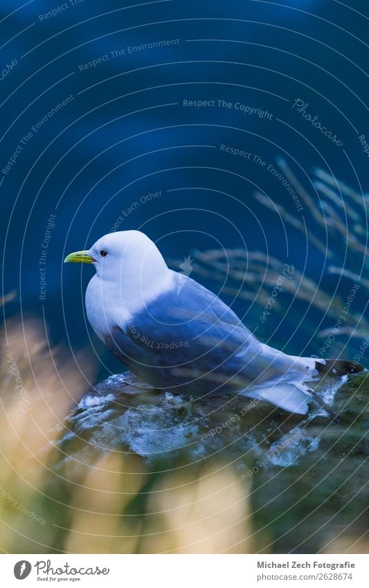 beautiful seagull sitting on a cliff in iceland Beautiful Freedom Ocean Art Nature Landscape Animal Sky Clouds Weather Places Bird Pigeon Wing Sit Clean Wild