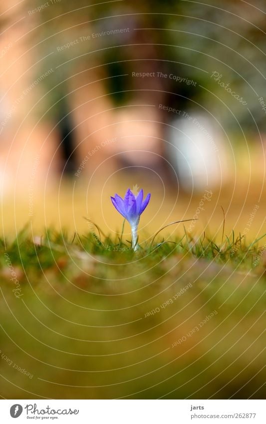 spring Plant Spring Beautiful weather Flower Grass Foliage plant Garden Park Fresh Small Natural New Blue Nature Colour photo Exterior shot Close-up Deserted