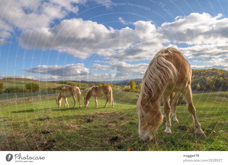 Horses in the meadow Environment Nature Landscape Plant Animal Sky Clouds Horizon Sunlight Spring Summer Autumn Weather Beautiful weather Grass Bushes Meadow