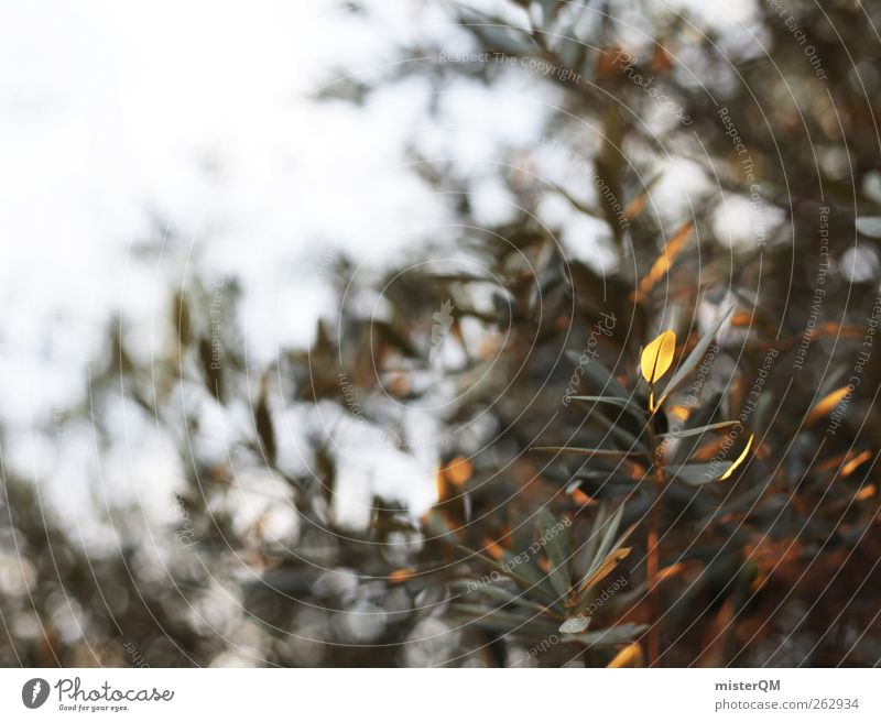 Olive tree in the evening. Art Esthetic Contentment Mediterranean Olive grove Olive leaf Olive harvest Summer Summer vacation Southern Peaceful Calm Remote Wind