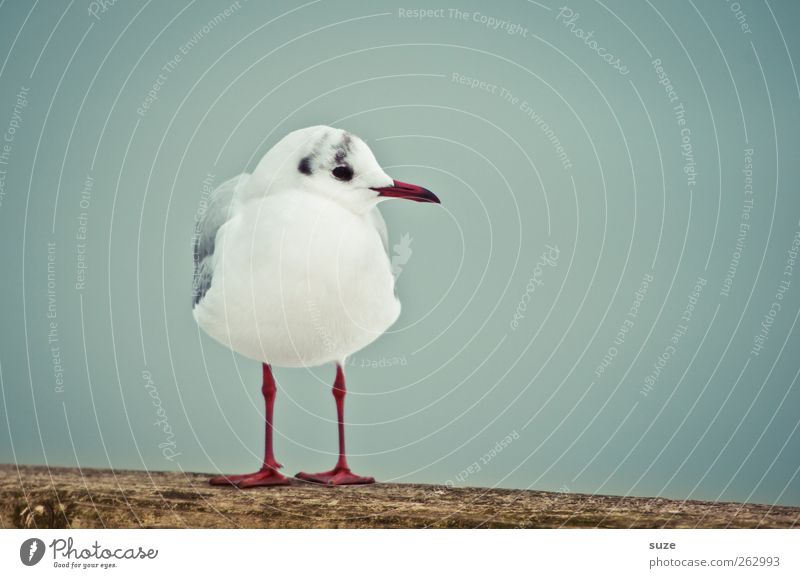 A serenade for Dexter Environment Nature Animal Sky Wild animal Bird Seagull Gull birds 1 Wood Stand Wait Cold Small Cute Blue White Feather Calm