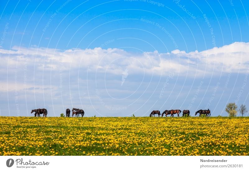 Horses on the pasture in spring Vacation & Travel Agriculture Forestry Nature Landscape Sky Clouds Spring Summer Beautiful weather Flower Grass Wild plant