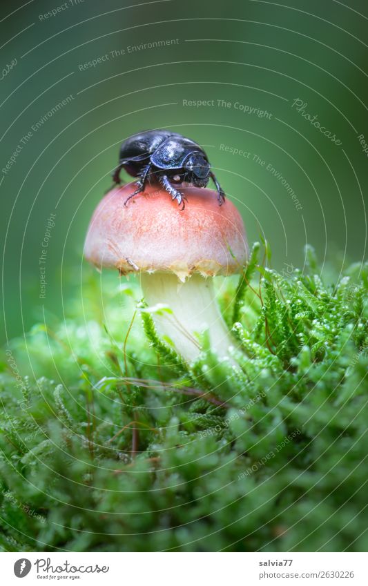 a wood manure beetle Environment Nature Plant Animal Earth Autumn Moss Mushroom Forest Beetle Insect dung beetle 1 Small Natural Above Soft Green Useful Funny