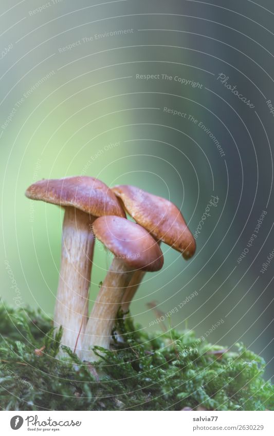 mushroom trio Environment Nature Plant Autumn Moss Mushroom Mushroom cap Forest Growth Natural Soft Brown Green Idyll 3 Colour photo Exterior shot