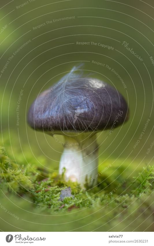 MossGreen Environment Nature Autumn Plant Mushroom Mushroom cap Feather Forest Growth Fresh Natural Soft Colour photo Exterior shot Macro (Extreme close-up)