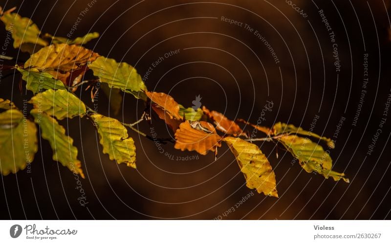 Autumn IV Brown Beech tree Forest Leaf Environment Nature Twig Branch Gold