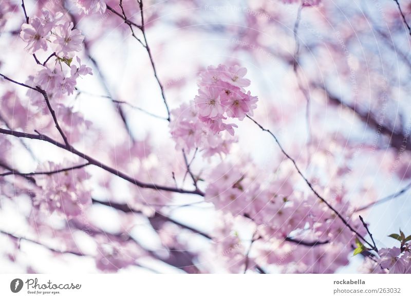 spring is spring. Nature Plant Tree Blossom Beautiful Pink Spring Cherry tree Cherry blossom Colour photo Morning Day Shallow depth of field