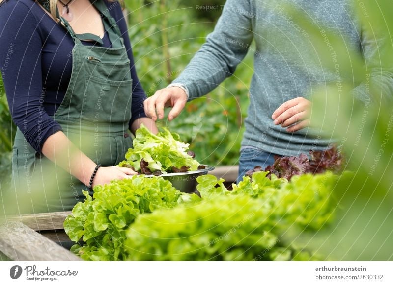 Man and woman harvesting salad from the raised bed in the garden Food Vegetable Lettuce Salad Nutrition Organic produce Vegetarian diet Healthy Eating Life