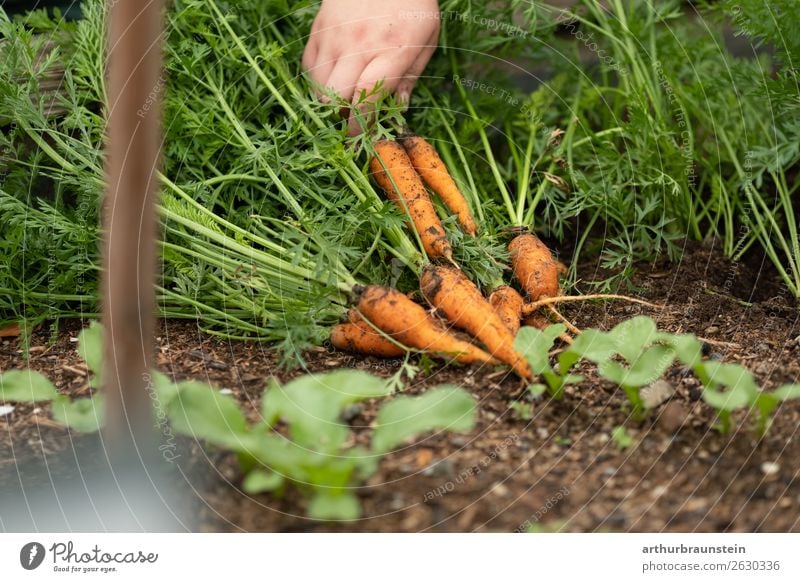 Farmer at the carrot harvest of fresh carrots outdoors Food Vegetable Carrot Nutrition Organic produce Vegetarian diet Slow food Healthy Eating