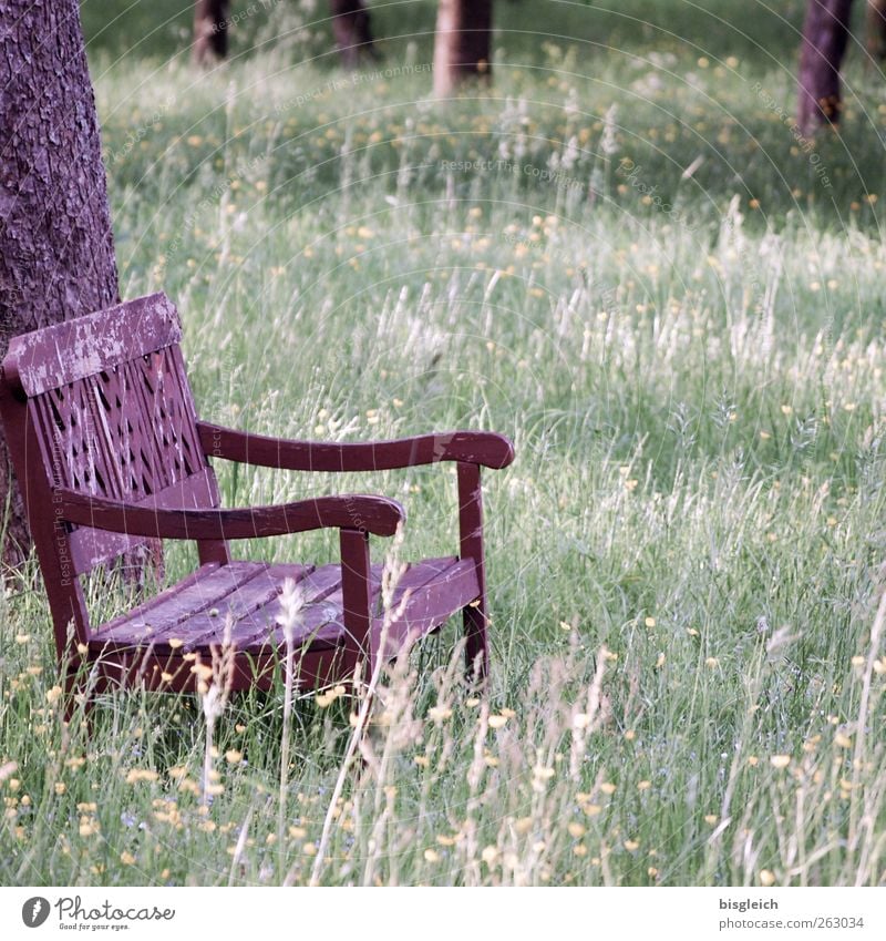 bank in the green Summer Tree Grass Meadow Forest Bench Wood Sit Old Brown Green Calm Contentment Loneliness Inspiration Colour photo Subdued colour