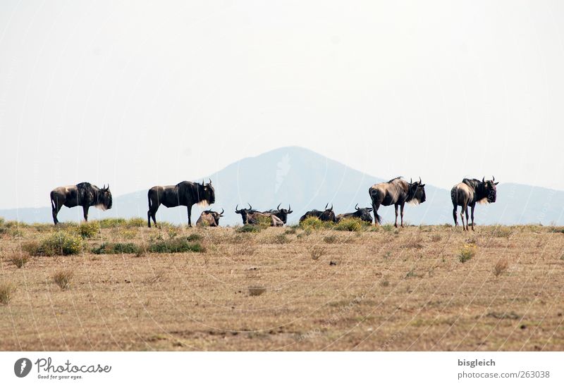 wildebeest Crescent Iceland Kenya Africa Animal Wild animal Gnu Group of animals Stand Brown Colour photo Exterior shot Deserted Copy Space top
