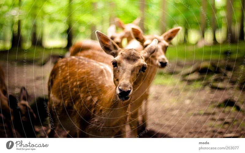 Moo? Nature Tree Forest Animal Petting zoo Group of animals Fragrance Feeding To enjoy Hunting Esthetic Authentic Friendliness Together Bright Cuddly Natural