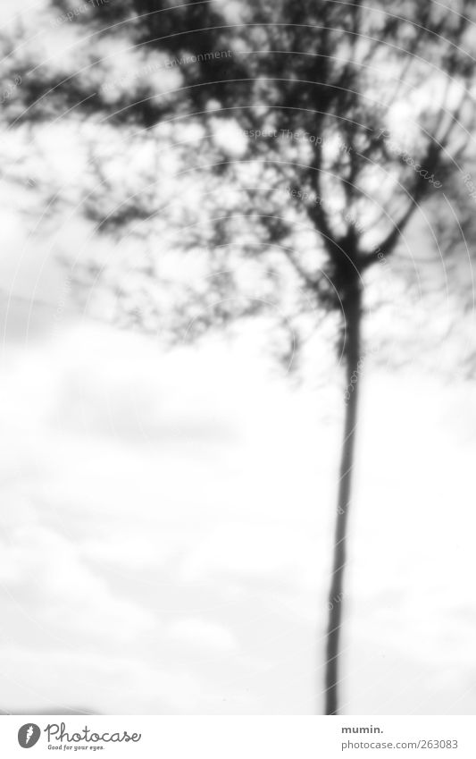 Pinhole camera. Plant Tree Wood Black White Black & white photo Exterior shot Experimental Deserted Copy Space bottom Blur