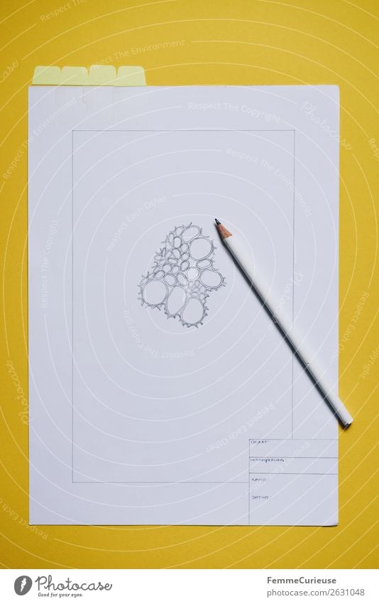 Drawing: Cells from the vascular bundle of a dicotyledonous stem Nature Education Biology Lessons School Pencil Yellow Stationery Paper cubicles bundled wires