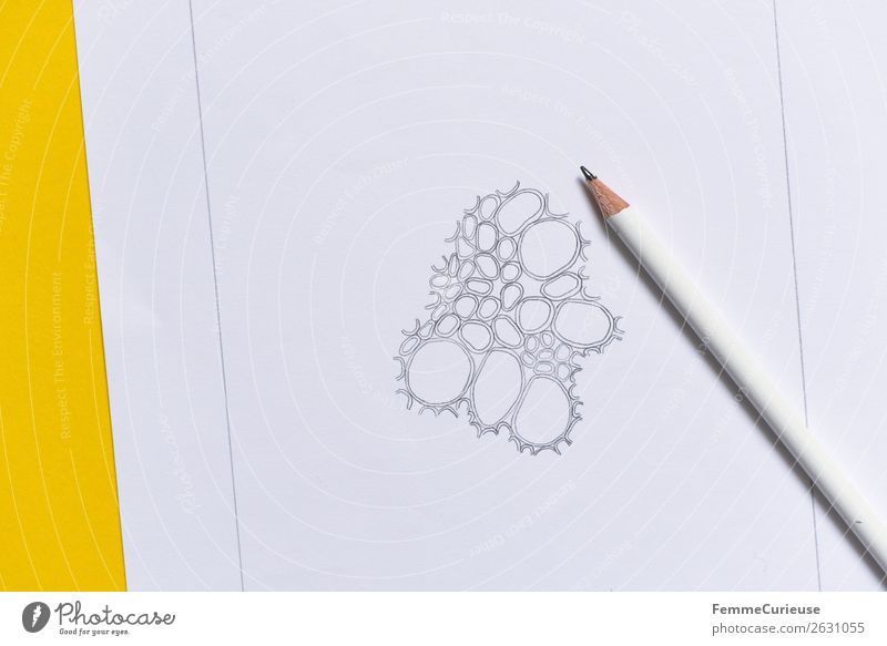 Drawing: Cells from the vascular bundle of a dicotyledonous stem Nature Biology biology lessons School Lessons Education Pencil Conceptual design Prison cell